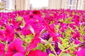 DSC00207