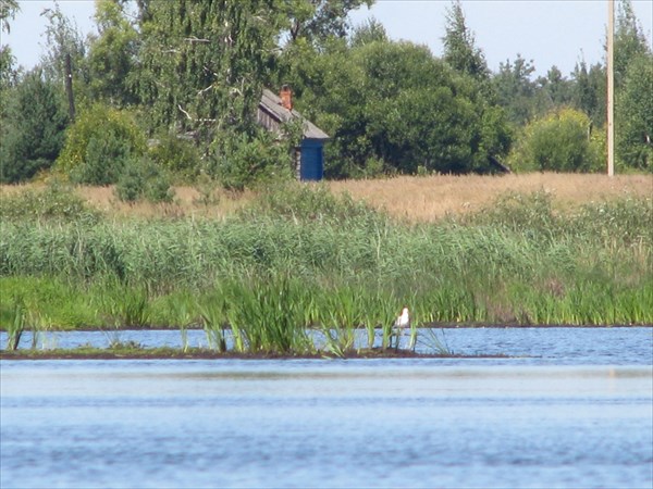 Цапля