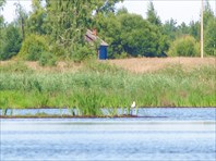 Мещёра гребя веслами