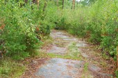 Лесные дорожки