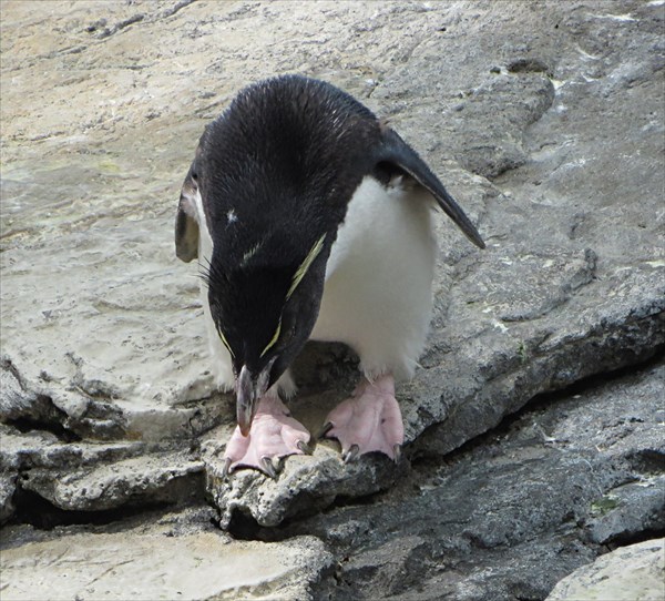 119-Пингвины