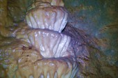 Кексики