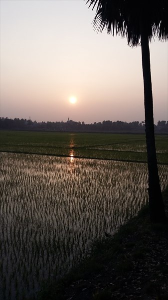 Рисовые поля около Маяпура