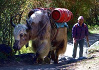 Як, похожий на стратегический бомбардировщик