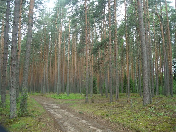 Таинственный лес