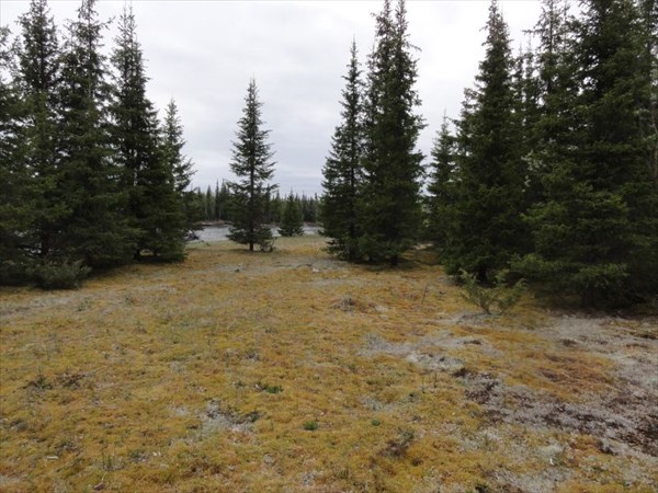 Моховой ковер