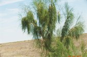 По логике это - водоросль.