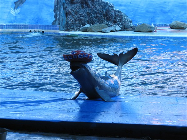 Дельфин демострирует себя в шляпе.