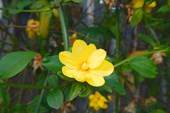 Jasminum mesnyi