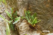 Asplenium ceterach