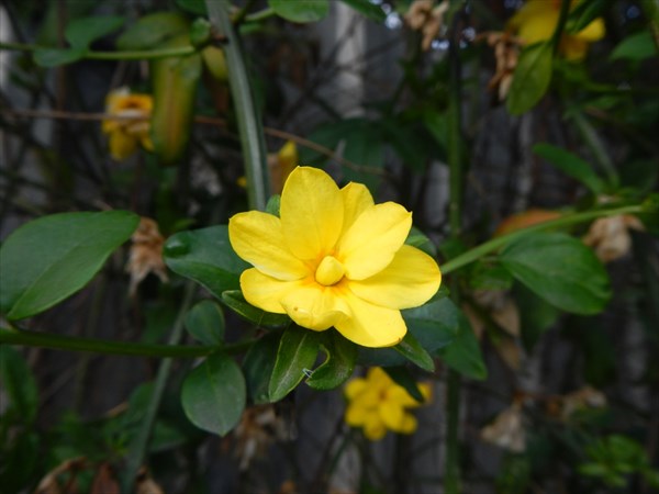 Jasminum mesnyi