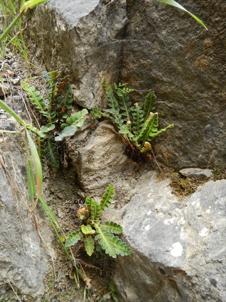 Asplenium ceterach