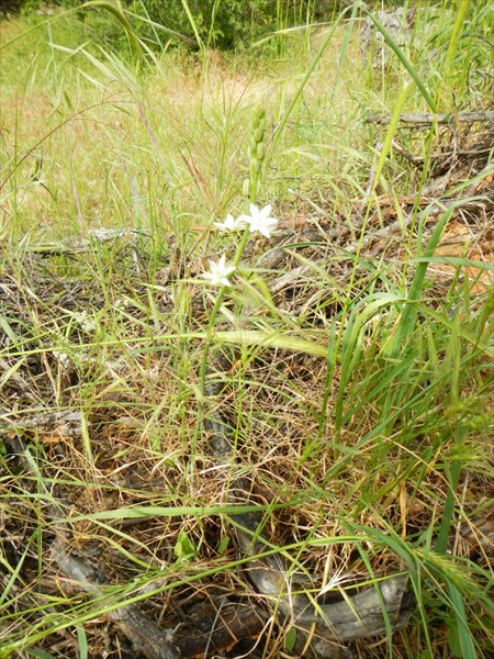 Венечник (Anthericum)