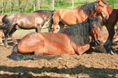 Лошади конной базы