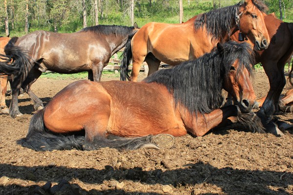Лошади конной базы