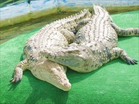 Крокодилы-Крокодиловая ферма