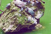 Черепахи в пруду