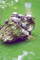 Черепахи в пруду