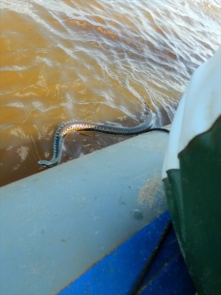 Змея пытается забраться на лодку