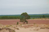 Танцующая сосна в песках