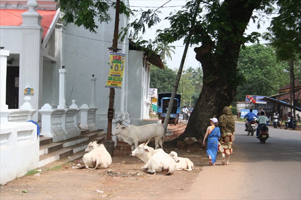 Священные коровы у церкви, почти на проезжей части