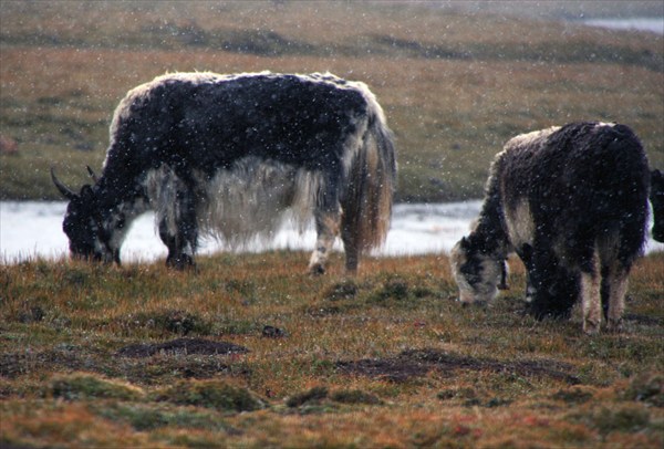 Yak