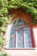 Древняя коряга, вросшая в окно-город Мальборк