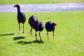 Новозеландские `курицы`