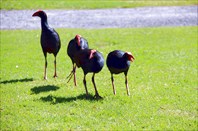 Новозеландские "курицы"