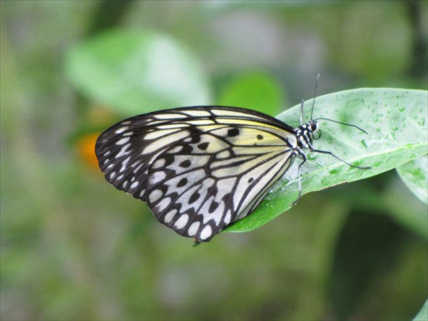 Музей бабочек рядом с городом Пхукет (Phuket Butterfly)