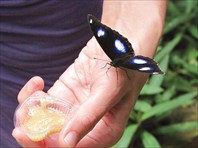 Музей бабочек рядом с городом Пхукет (Phuket Butterfly)