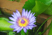 IMG_4595