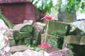 IMG_5505