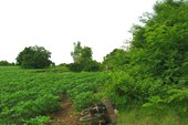 IMG_5623