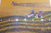 IMG_6374