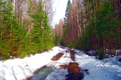 Лесная дорога.