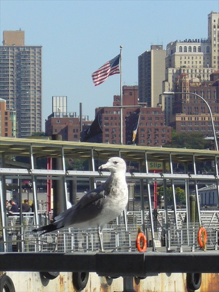New York. Bird