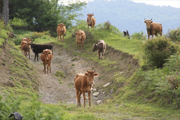 Местные коровы