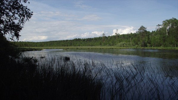 Лесной залив