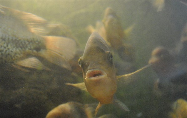 батумский аквариум