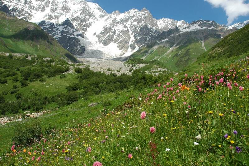 Горная растительность Кавказа. Рача Грузия растения. Растительный покров гор