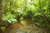 На тропе к водопадам Purakaunui Falls
