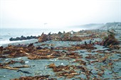 Берег Тасманова моря.