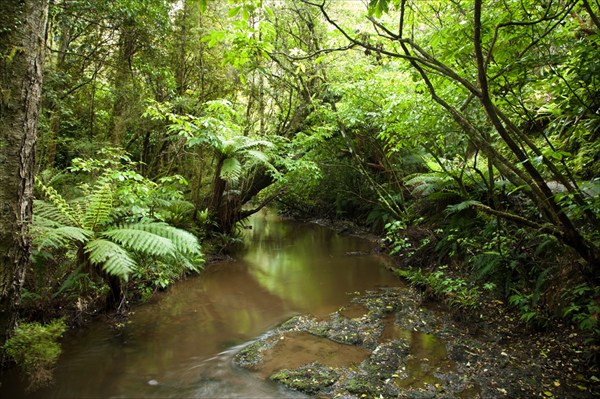 На тропе к водопадам Purakaunui Falls