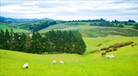 Типичный Новозеландский пейзаж