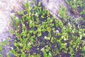 Горная растительность Эбеко