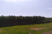 WP_002733
