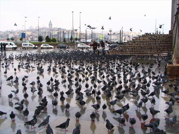 птичий грип в Стамбуле