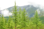 Молодые лиственницы