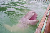 дельфины в Малом Утрише